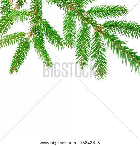 green banch of fir isolated on white