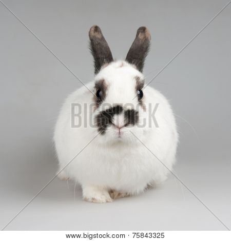 white rabbit with blask spots