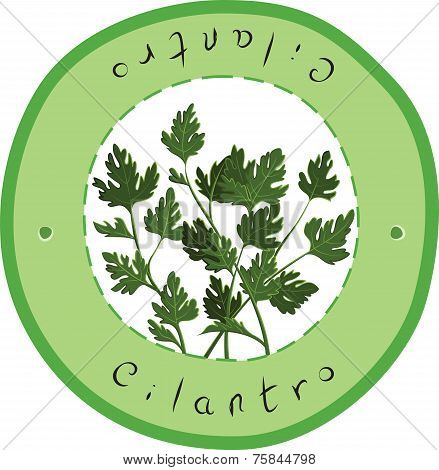 Cilantro