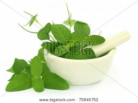 Medicinal Herbs With Mortar And Pestle
