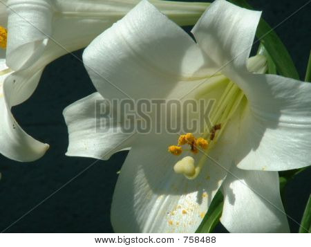 Easter Lily Bloom