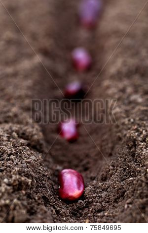 Planting Rajma Daal