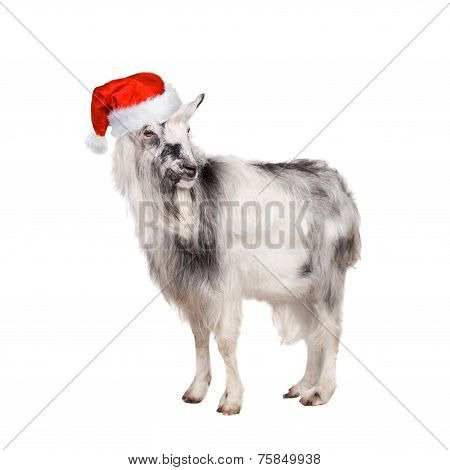 Portrait Of Goat in christmas hat On White