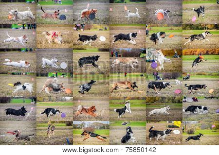 Collage dog frisbee