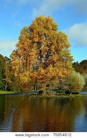 Majestic Oak tree in Autumn.