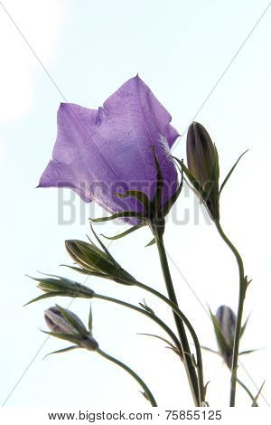 Bluebell From Below