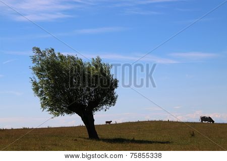 Two Cows And A Tree