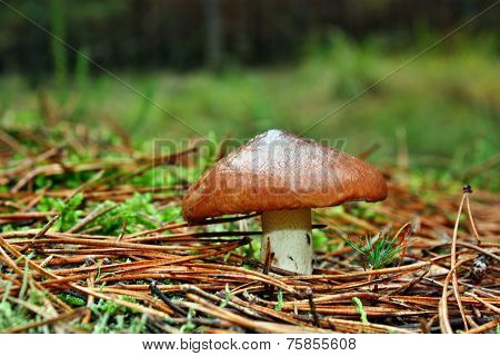 Mushroom Suillus Luteus