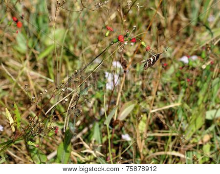 Zebra Longwing Butterfly on Wildflower