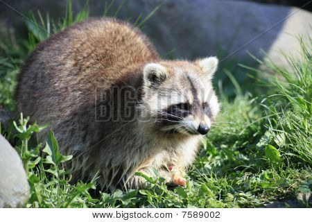 raccoon