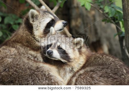 raccoon