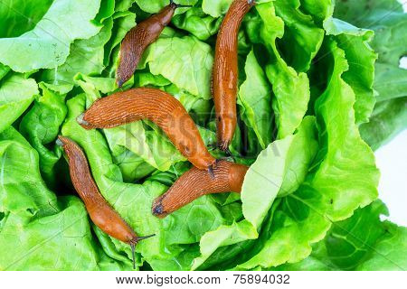 a slug in the garden eating a lettuce leaf. snail invasion in the garden