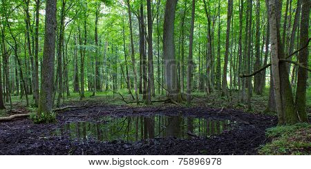 Summertime Alder Bog Forest
