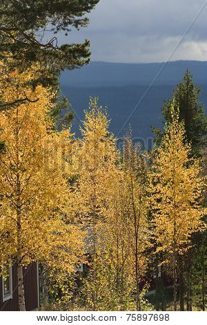 golden birches