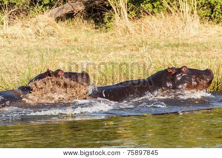 Two Fighting Young Male Hippopotamus Hippopotamus