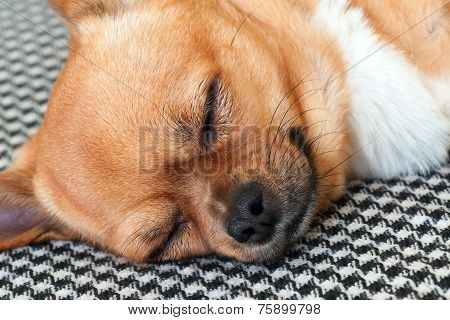 Sleeping Red Chihuahua Dog On Shemagh Pattern Background.