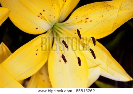 Lily Macro
