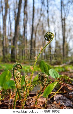 Fiddle Heads