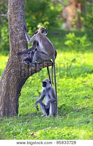 Close-up Of A Grey Langur