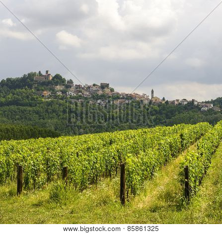 Summer Landscape In Monferrato (italy)