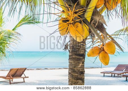 Coconuts On A Palm Tree Against Tropical White Sandy Beach
