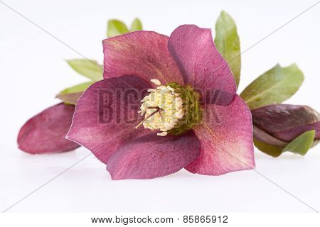 Spring Flower Of Red Helleborus With Buds