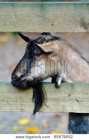 Sad Goat Behind Fence