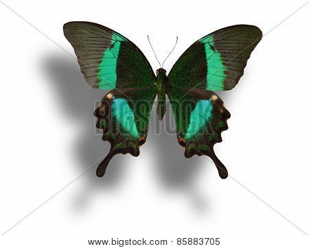 Butterfly Isolated On White.