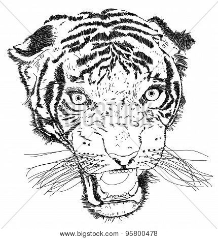 Detailed Tiger Face Vector Illustration - Handmade
