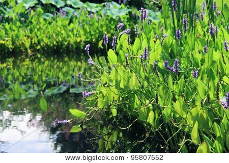 Pickerelweed (Pontederia cordata) in a pond