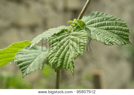 Hazelnut Tree