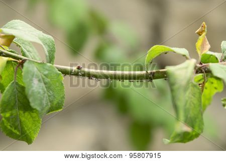 Aphids