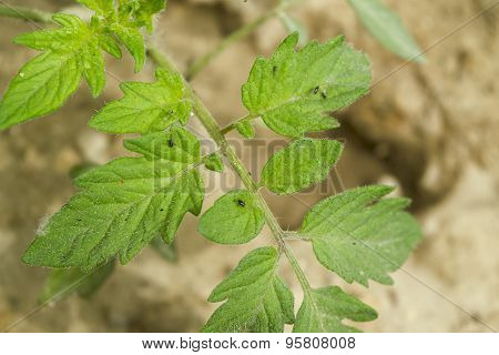 Tomato Plant