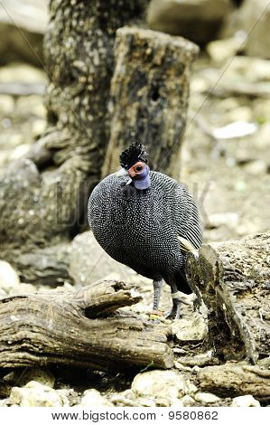Kenyanske Crested perlehøns