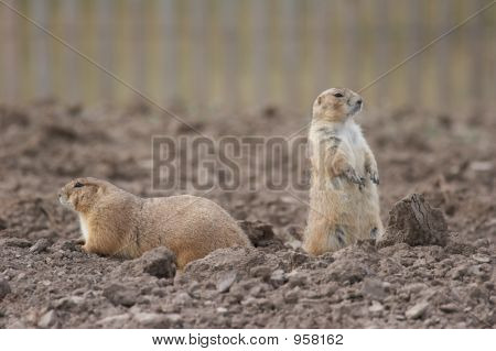 Two Prairie Dogs