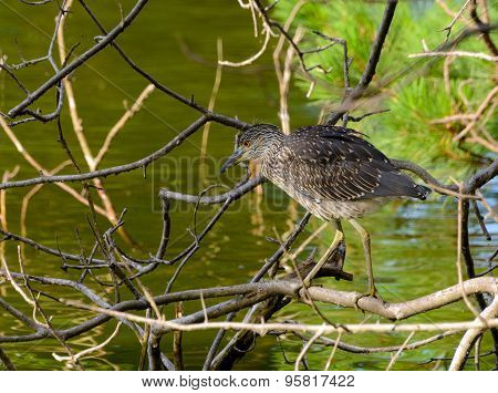 Immature Yellow-crowned Night Heron