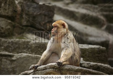 Barbary macaque (Macaca sylvanus), also known as the maggot. Wild life animal.