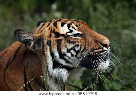 Malayan tiger (Panthera tigris jacksoni). Wildlife animal. 