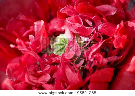 Red Poppy Close Up