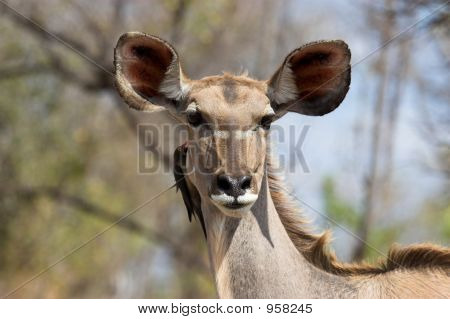 Kudu dalle orecchie grandi 