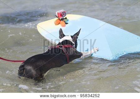 Boston Terrier Surfing The Waves