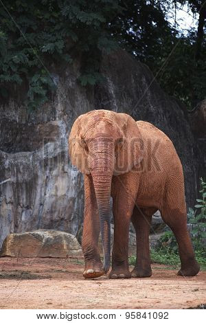 Elephant