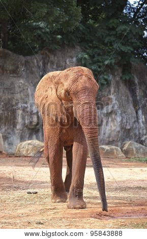 Elephant