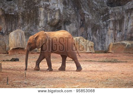 Elephant Baby
