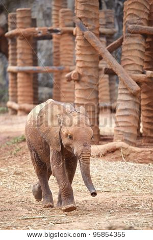 Elephant Baby