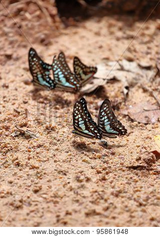 Group Of The Common Jay Butterfly
