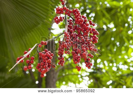 Plam Oil Fruit in garden