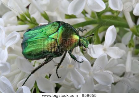 Grüne Käfer auf einem weiß lila