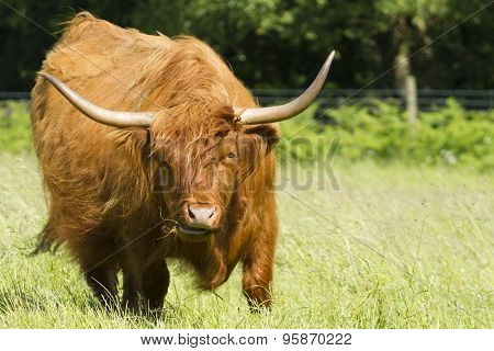 Scottish Highland Cattle In Meadow