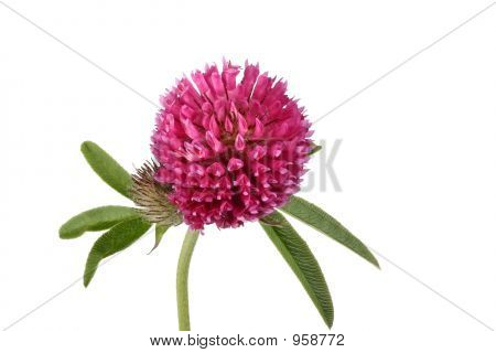 Clover Flower